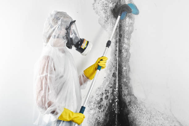 Best Comprehensive Air Testing for Mold Contaminants  in Verandah, FL